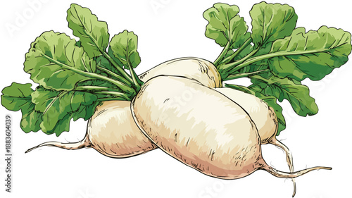 Vibrant Daikon Radish Cartoon Style Vector Illustration for Design Projects