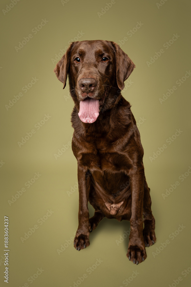 Fototapeta premium AKC Chocolate Lab in Studio