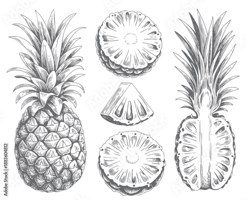 vintage pineapple engraving collection. Retro pineapple line art fruit collection.