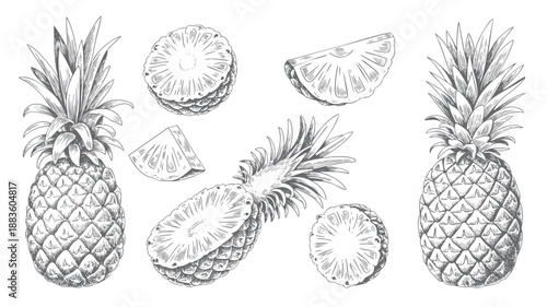 vintage pineapple engraving collection. Retro pineapple line art fruit collection.