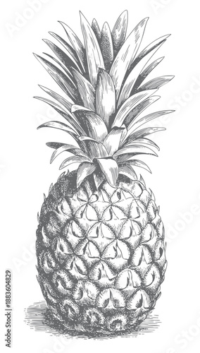 Elegant botanical pineapple engraving in classic style.
