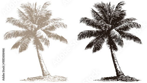 Palm Tree Vector with Palm Tree Picture - Professional Image Usage