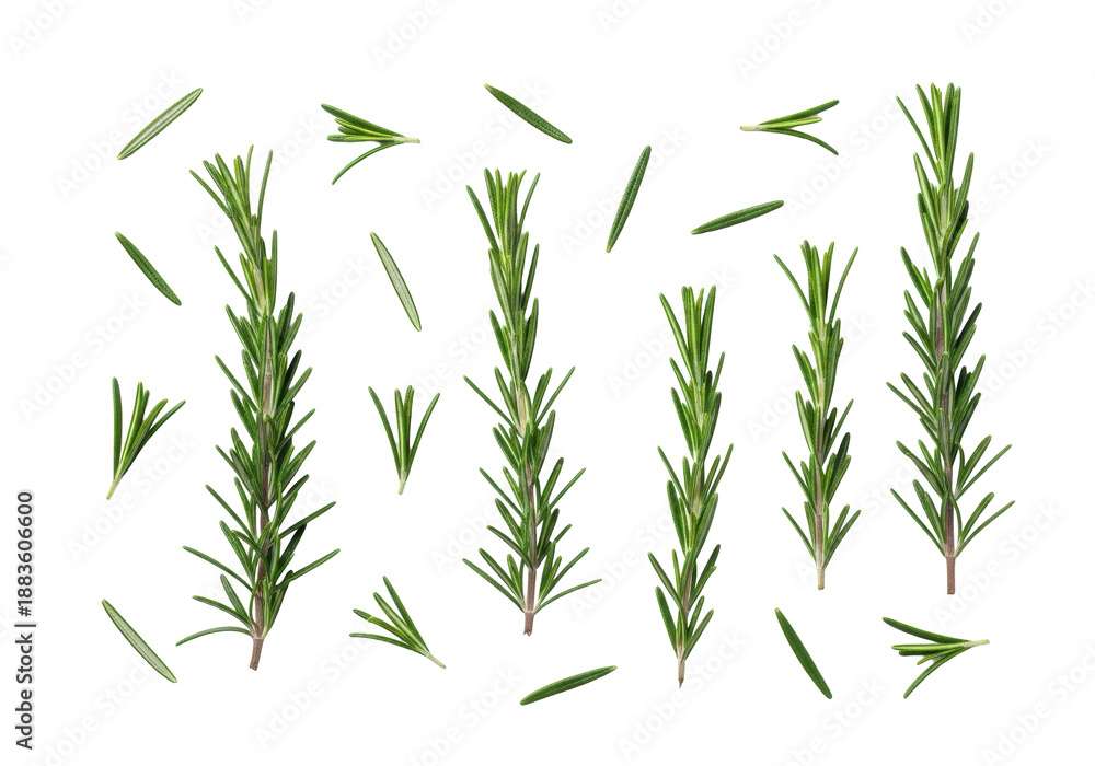 Naklejka premium Deep green rosemary sprigs and individual leaves artfully scattered on a pristine transparent background with copy space, soft shadows, sharp focus, flat lay product photography. Concept of freshness