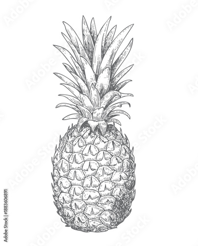 Elegant botanical pineapple engraving in classic style.