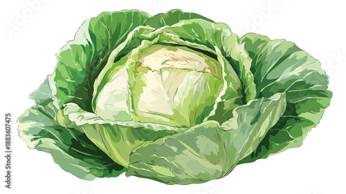 Cabbage Cartoon Style Vector Illustration for Creative Projects