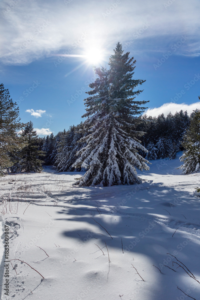 Fototapeta premium Landscape of Vitosha Mountain, Bulgaria