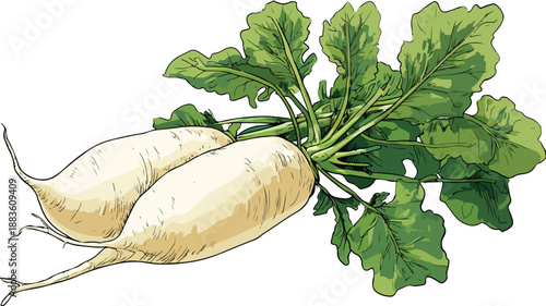 Vibrant Daikon Radish Cartoon Style Vector Illustration for Design Projects