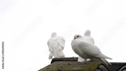 Three white doves sitting on the roof of a barn