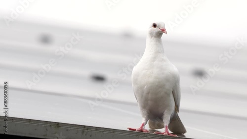 A white dove sitting on the roof of a barn