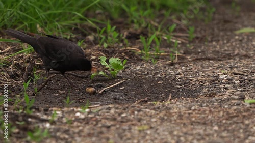 A male common blackbird (Turdus merula) eating a slug.