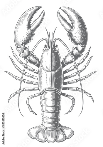 Antique marine lobster illustration in detailed ink engraving.