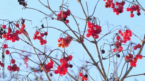 Lively Display Of Red Berries On Bare Branches Set Against Clear Azure Sky For Viewers And Creators