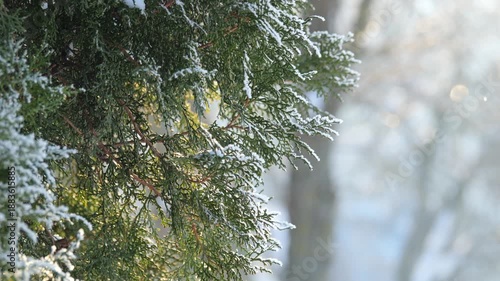 Snow Dusted Evergreen Branch Closeup With Soft Bokeh Background Morning Light Outlines Frost Crystals