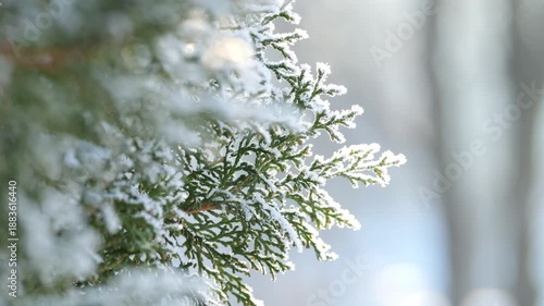 Winter Forest Scene, Serene Winter Scene With Frosted Green Branch Illuminated By Soft Morning Light