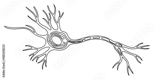 Neuron nerve cell structure. Continuous one line drawing of brain cell with dendrites and axon. Medical biology vector illustration.