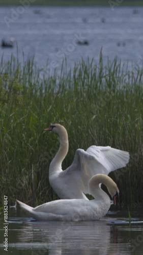 Two white swan birds preening beating wings river landscape
