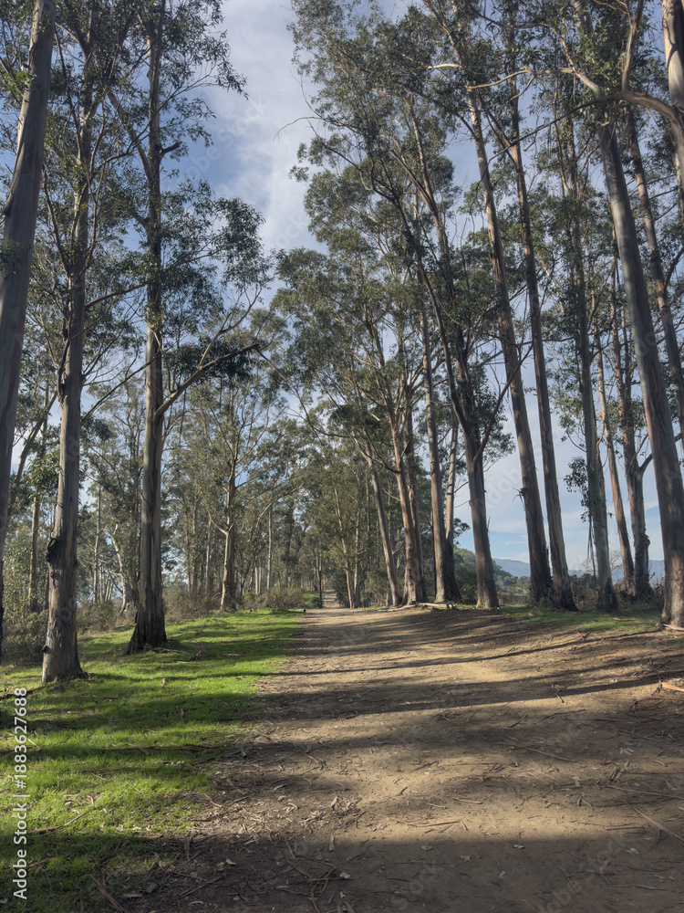 Obraz premium Wide dirt path lined with tall trees in a peaceful forest setting. Natural outdoor scene with soft daylight, green grass, and open space, suitable for travel, hiking, wellness, and nature background