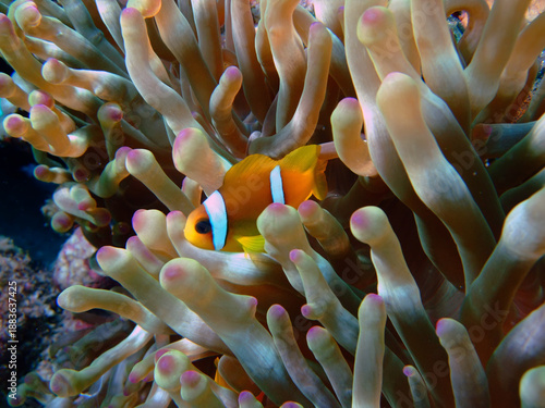 Red Sea Anemonefish (amphiprion bicinctus). Taken at Ras Mohammed in Sharm el Sheikh.