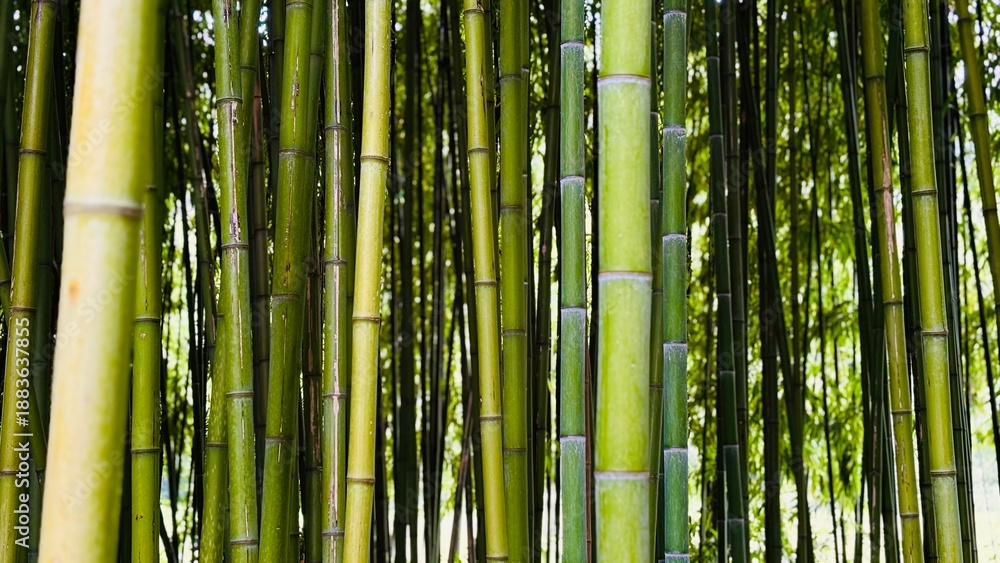 Fototapeta premium bamboo forest background