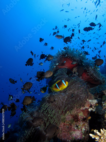 Red Sea Anemonefish (amphiprion bicinctus)with magnificent anemone. Taken at Sharm el Sheikh, Egypt.