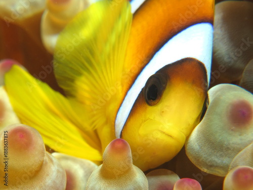 Red Sea Anemonefish (amphiprion bicinctus). Taken at Sharm el Sheikh, Egypt.