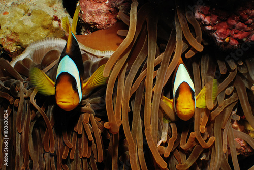 Red Sea Anemonefish (amphiprion bicinctus). Taken at Sharm el Sheikh, Egypt.