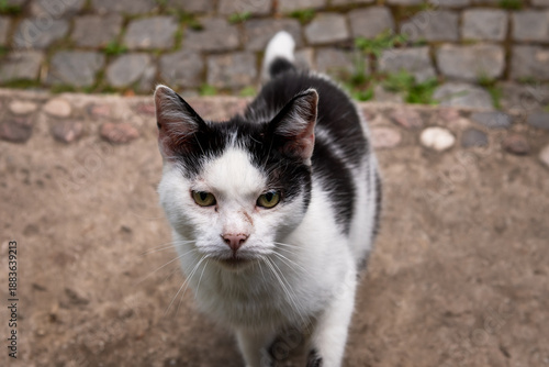 Selective focus photo. White cat with black stripes. Black and white cat,
