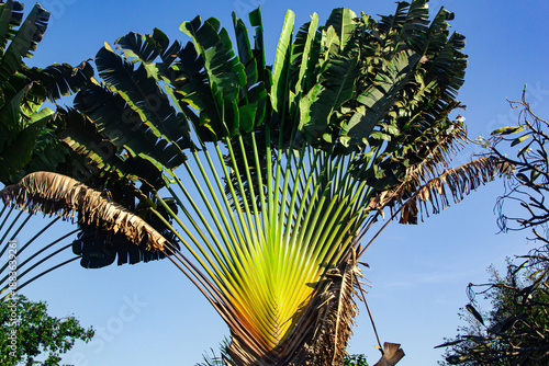 Wallpaper Mural banana fan blue sky background Torontodigital.ca