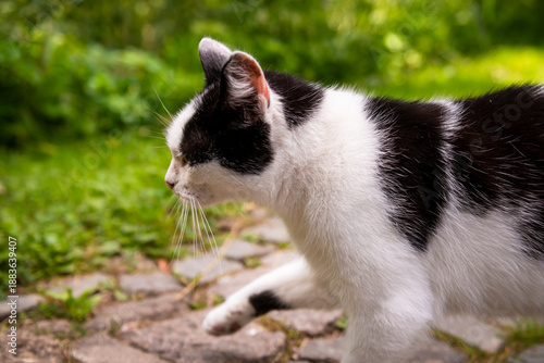 Selective focus photo. White cat with black stripes. Black and white cat,