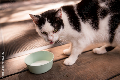 Selective focus photo. White cat with black stripes. Black and white cat,