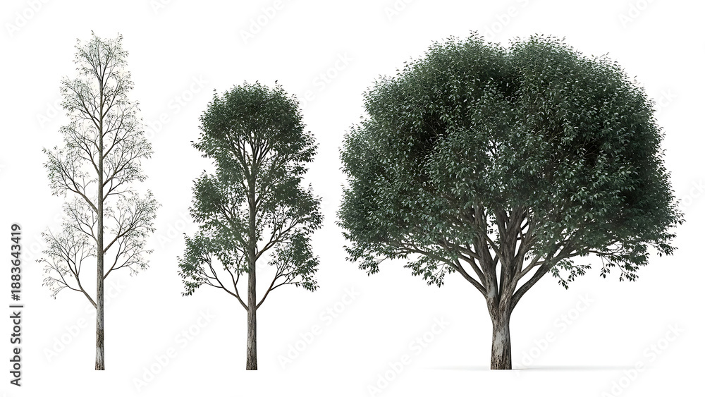 Fototapeta premium three isolated trees on white background showcasing varying foliage and sizes ideal as digital assets for architectural visualization