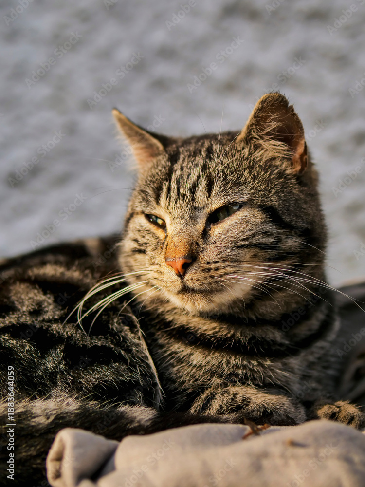 Naklejka premium Tough and powerful street cat is sleeping on a old trousers outside a house. Animal has cute face and fierce look in its eyes. Living in rough conditions concept.