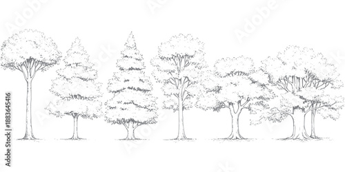Set of hand-drawn forest trees in fine line art style, detailed pencil sketch of various trees including oak and pine with ground texture, isolated on white for architectural and vintage landscape