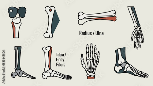Human Skeletal System Bones Anatomy Illustration.