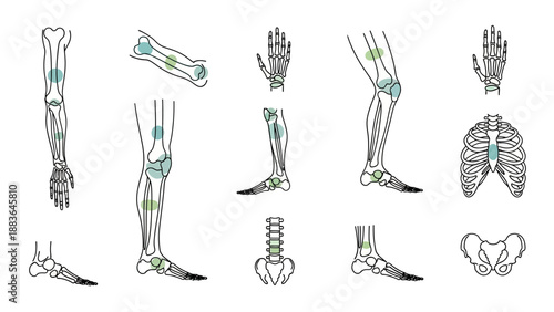 Human Skeletal System Diagrams and Illustrations.