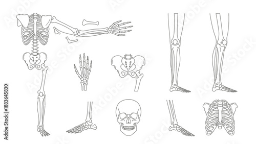 Human Skeleton Anatomy Diagrams and Illustrations.