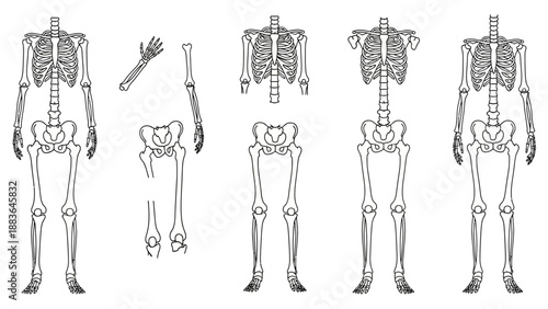 Human Skeleton Anatomy Diagrams and Bones.