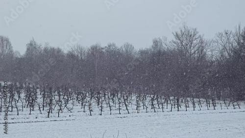 Wallpaper Mural Winter orchard landscape under heavy snowfall with rows of dormant fruit trees covered in white snow, cold seasonal nature and agriculture scenery in countryside.Video 4k Torontodigital.ca