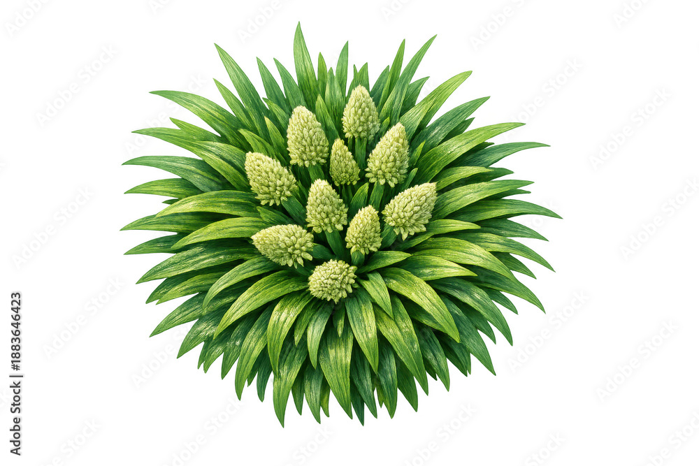 Obraz premium Green plant displaying abundant leaves and unique white floral spikes, ready for spring or summer garden design