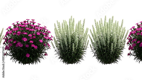 isolated pink dianthus and white salvia plants ideal for landscape design elements architectural renderings and garden planning concepts