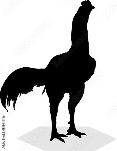 simple vector image of a bird in the form of a silhouette of a rooster on a white background