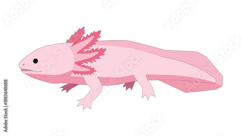 Axolotl Vector Illustration, Flat Design, Cute Aquatic Salamander, Cartoon Style, Isolated