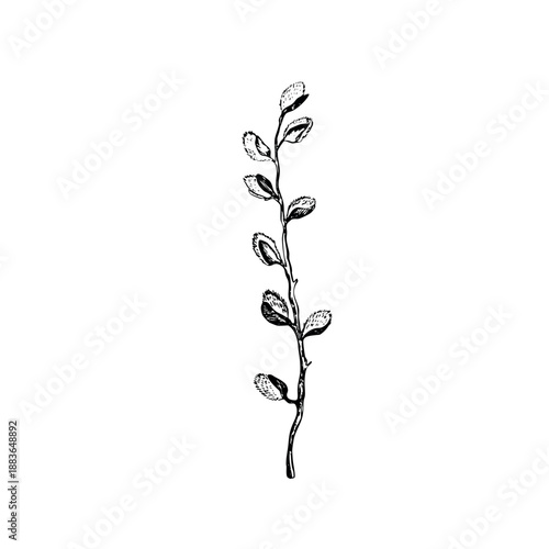 Easter spring vector illustration with sprigs of willow. Template hand drawn design for banner, poster, card, paper. Holiday print. Branch with pussy willow buds.