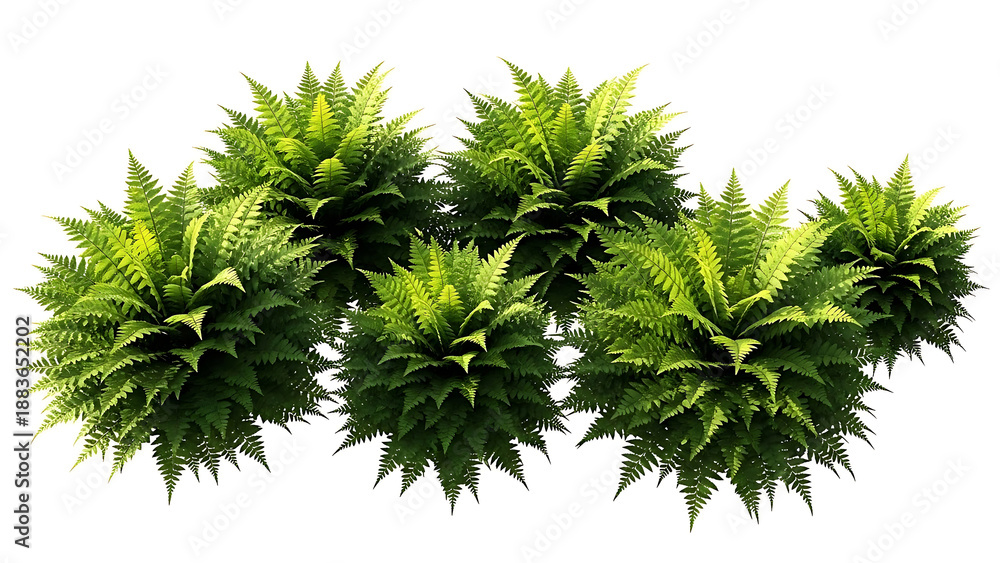 custom made wallpaper toronto digitalgreen ferns isolated on white background with lush foliage providing natural garden element for botanical design and spring advertising