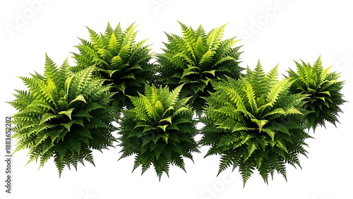 Wallpaper Mural green ferns isolated on white background with lush foliage providing natural garden element for botanical design and spring advertising Torontodigital.ca