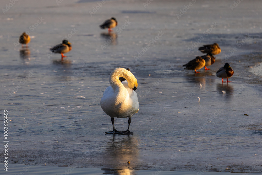 Naklejka premium White swan with orange beak stands calmly on frozen lake amid scattered ducks bathed in warm winter light. Reflections and soft shadows enhance the serene seasonal atmosphere of wildlife in transition