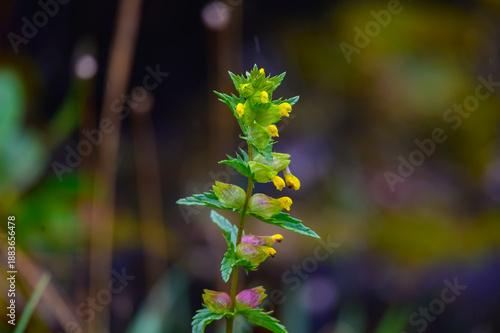 Bild auf Leinwand Yellow Archangel Wildflowers at Mendenhall Glacier Visitor Center, near Juneau, Alaska