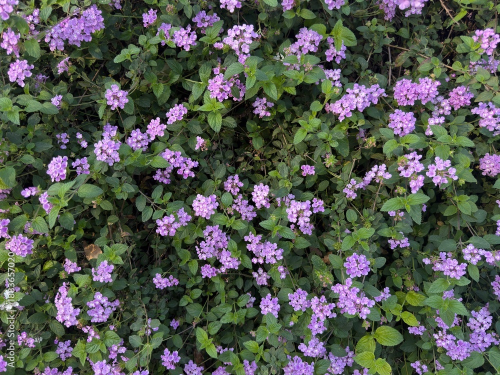 Obraz premium Purple Trailing Lantana: Dense carpet of vibrant purple shrub verbena flowers covering the frame.