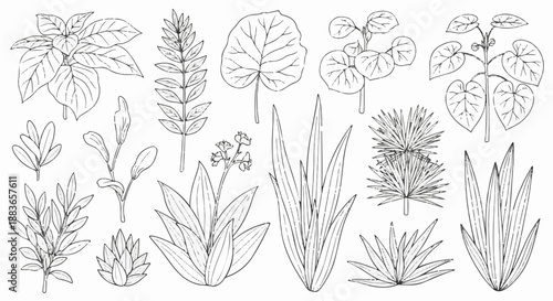 A collection of various plant species illustrated in a minimalist line art style