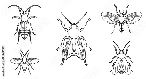 A set of six black and white line drawings of various beetle species in different poses on a transparent background